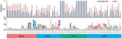 Comparative genomics and transcriptomics analysis of the bHLH gene family indicate their roles in regulating flavonoid biosynthesis in Sophora flavescens